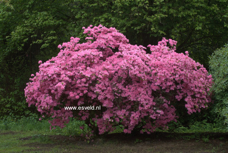 Azalea 'Esmeralda'