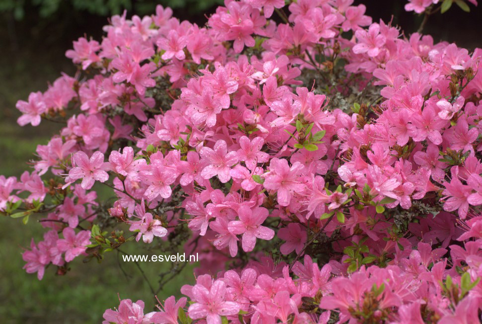 Azalea 'Esmeralda'