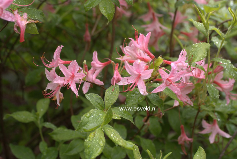 Rhododendron arborescens