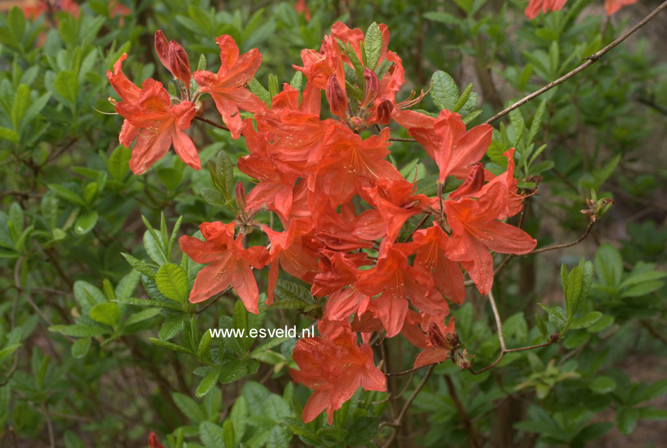Azalea 'Dr. M. Oosthoek'