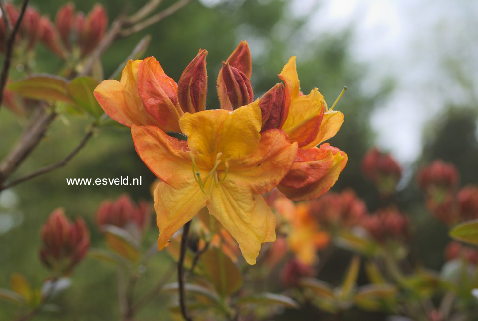 Azalea 'Klondyke'