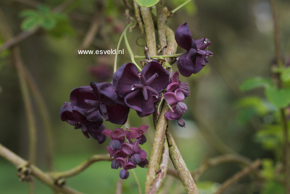 Akebia quinata