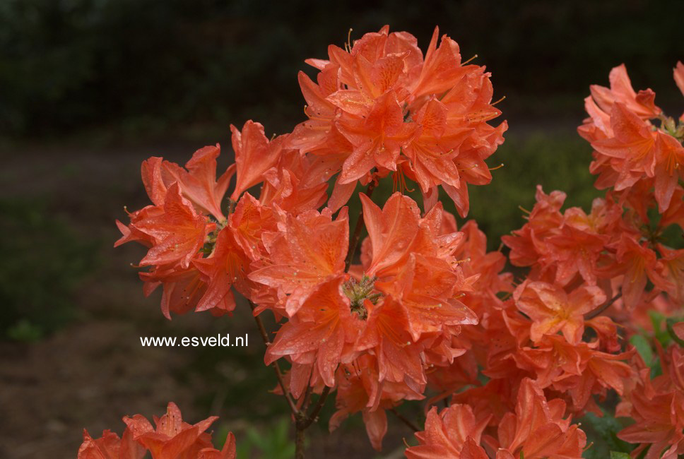 Azalea 'Koster's Brilliant Red'