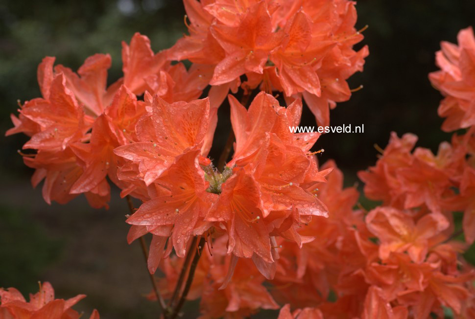 Azalea 'Koster's Brilliant Red'