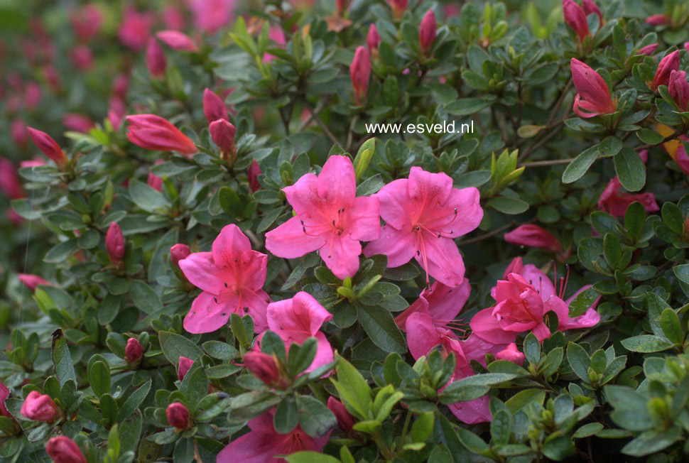 Rhododendron nakaharae 'Wombat'