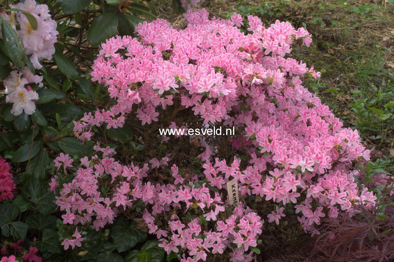 Azalea 'Kermesina Rose'