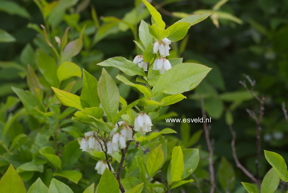 Leucothoe racemosa