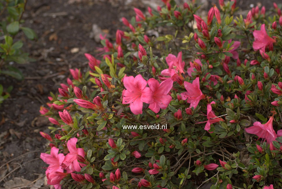 Rhododendron nakaharae 'Pink Pancake'