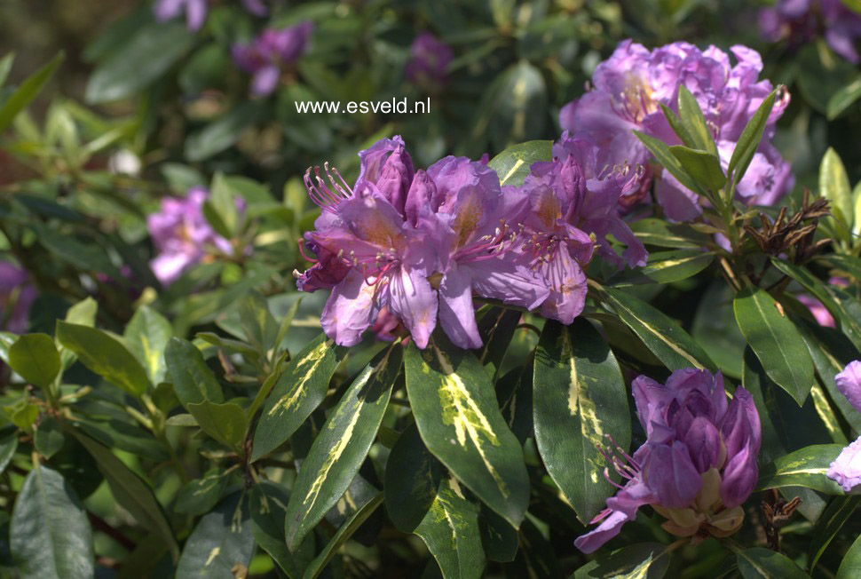 Rhododendron 'Goldflimmer'