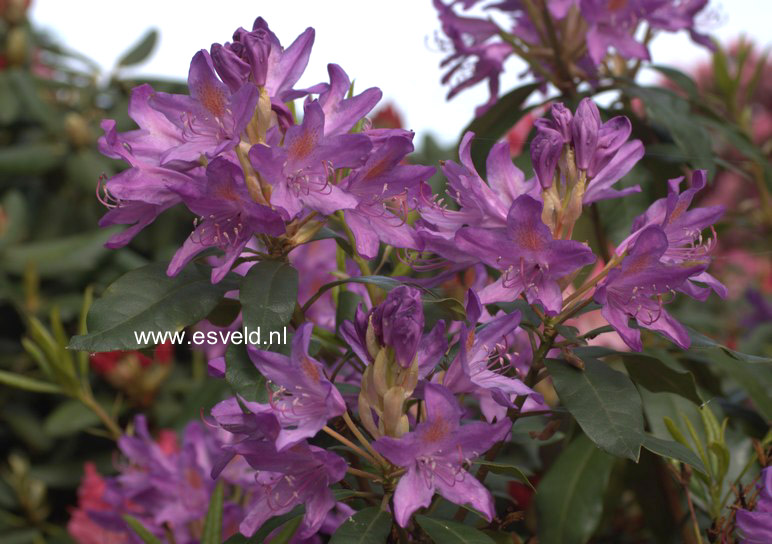 Rhododendron ponticum