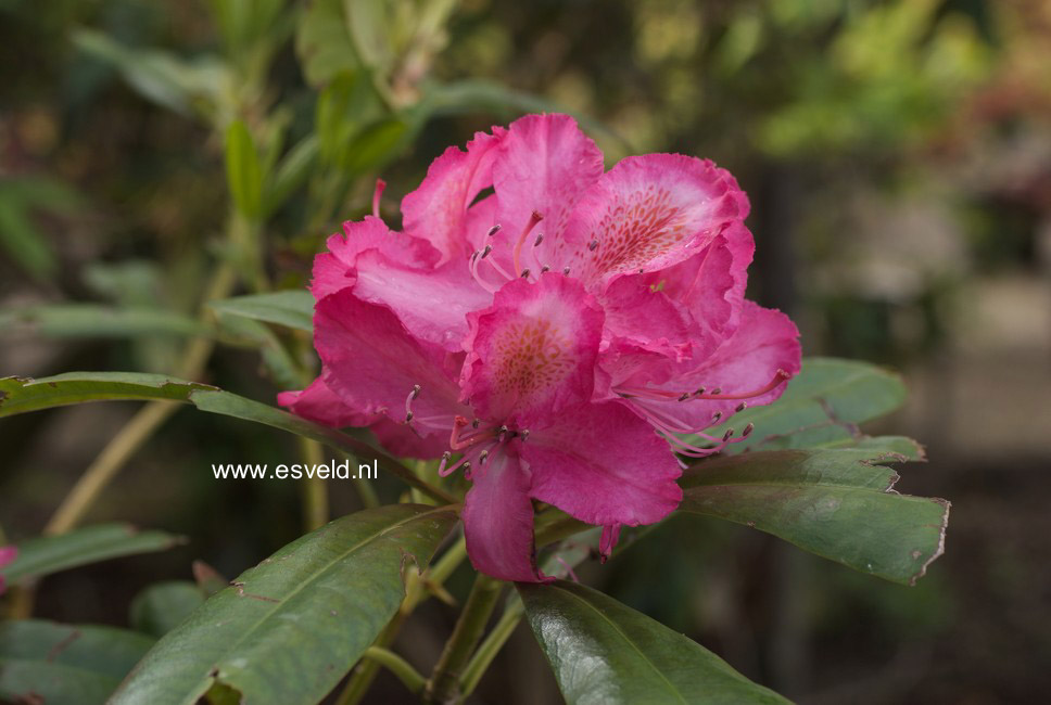 Rhododendron 'Lausitz'