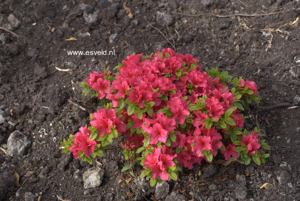 Azalea 'Sabina'
