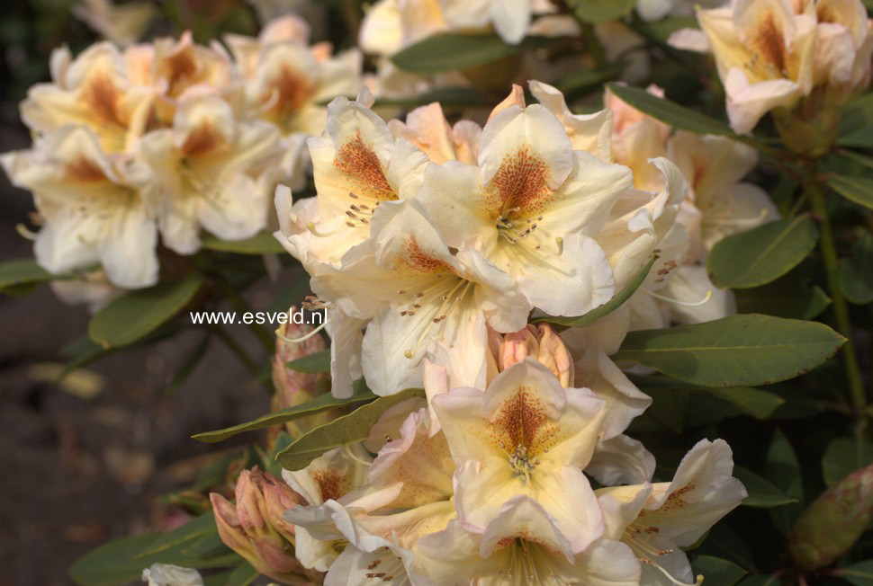 Rhododendron 'Forlana'