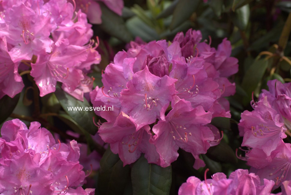 Rhododendron 'English Roseum'