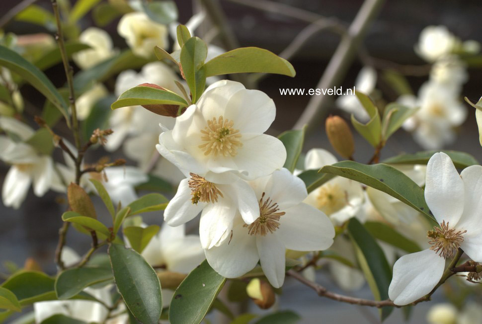 Magnolia laevifolia