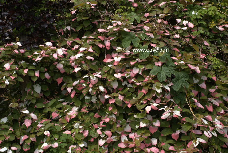 Actinidia kolomikta