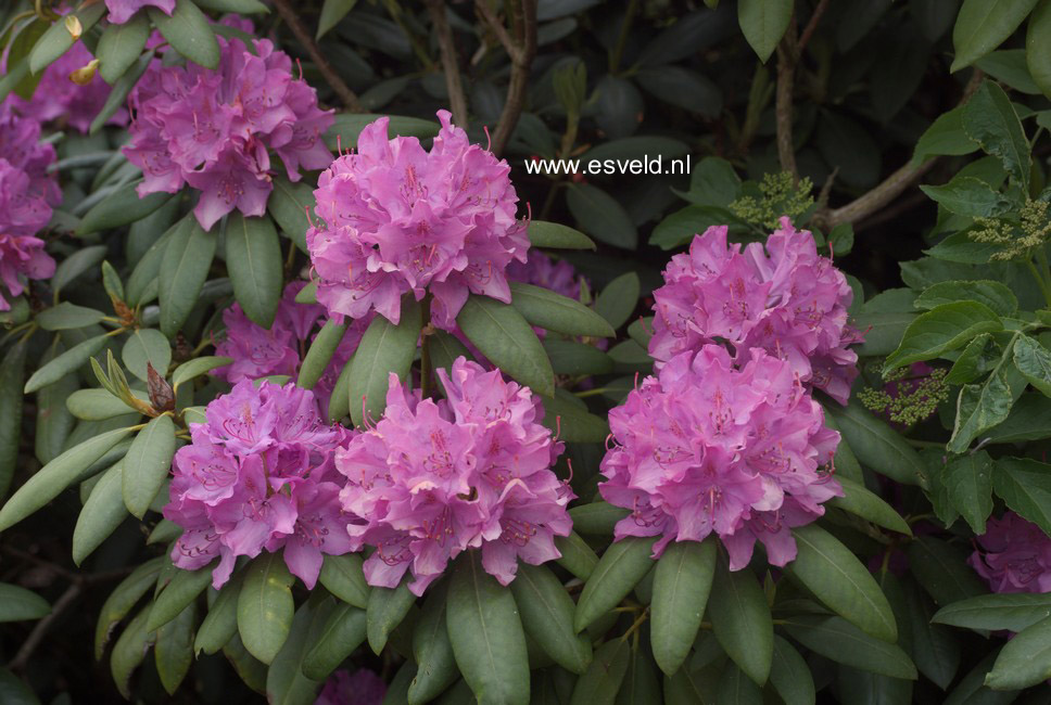 Rhododendron 'Roseum Elegans'