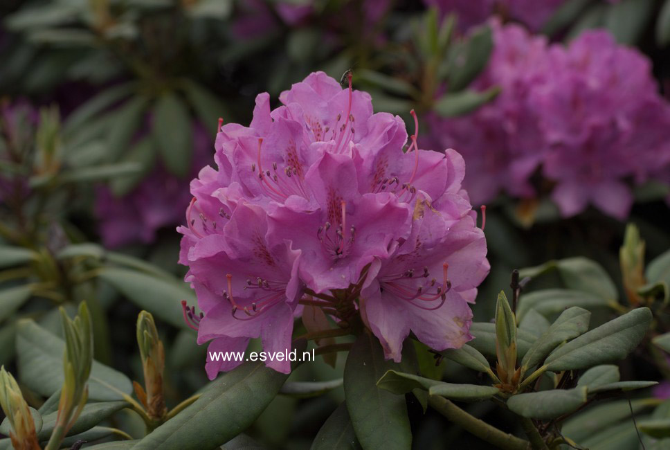 Rhododendron 'Roseum Elegans'