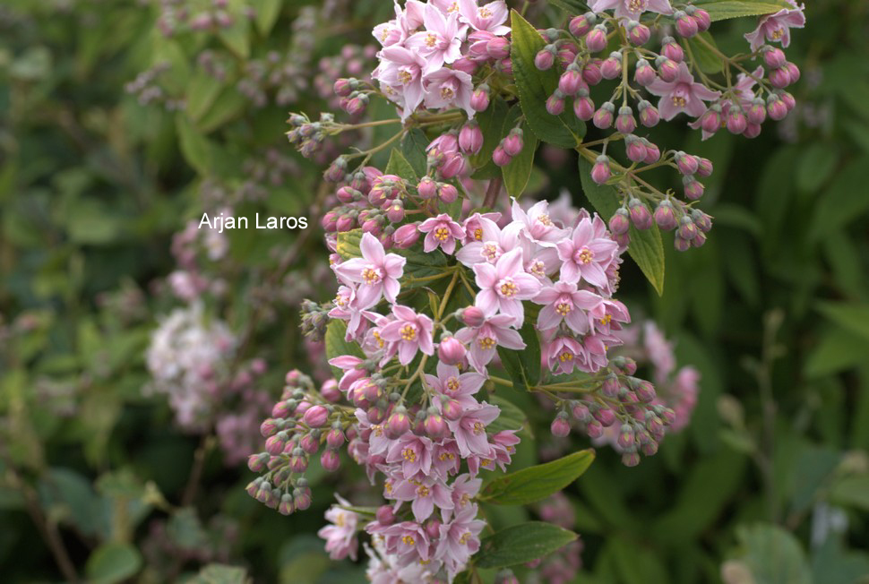 Deutzia longifolia 'Veitchii'