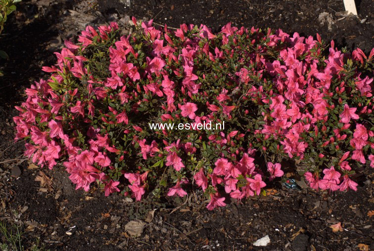 Rhododendron nakaharae 'Pink Pancake'