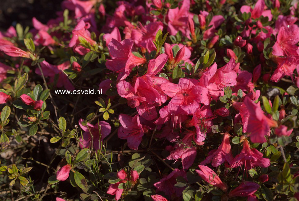 Rhododendron nakaharae 'Pink Pancake'