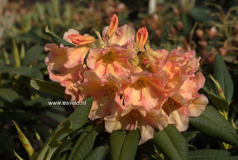 Rhododendron 'King of Shrubs'