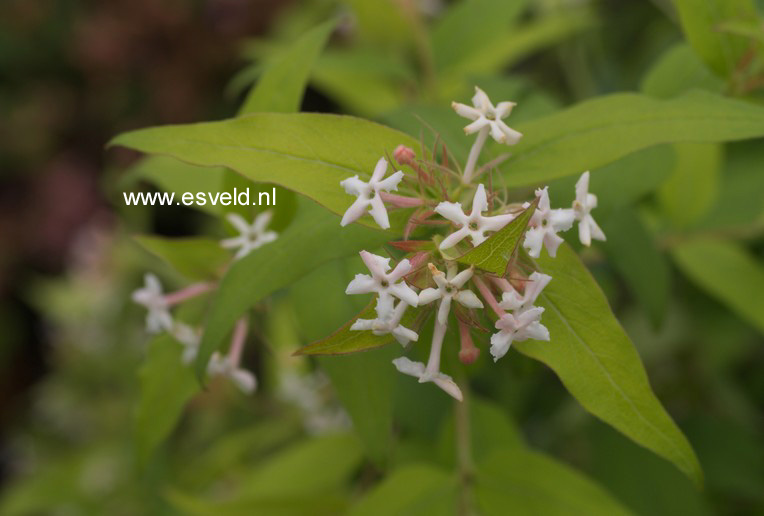 Abelia triflora