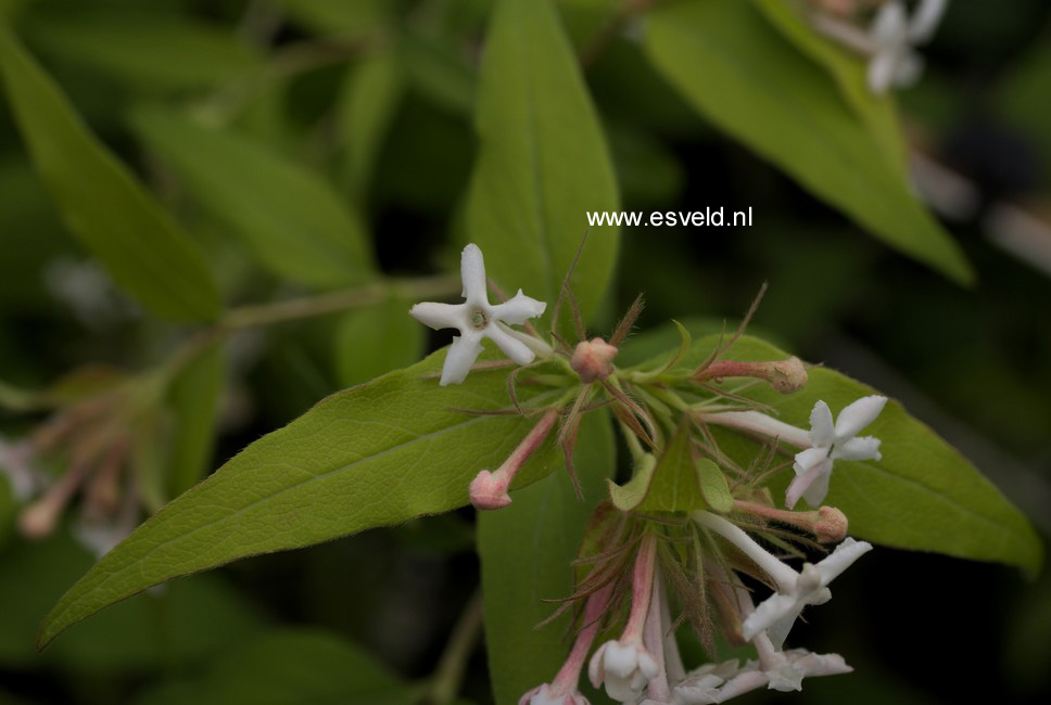 Abelia triflora