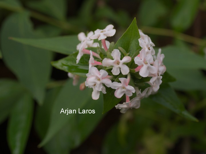 Abelia mosanensis 'Monia' (BRIDAL BOUQUET)
