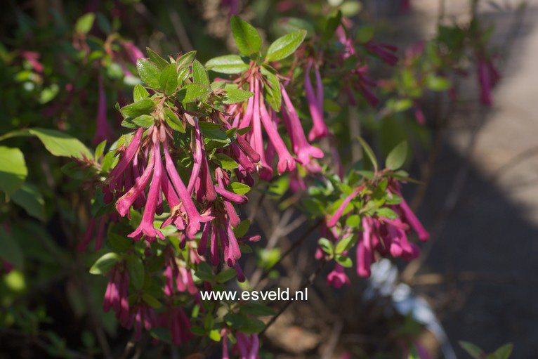 Abelia floribunda