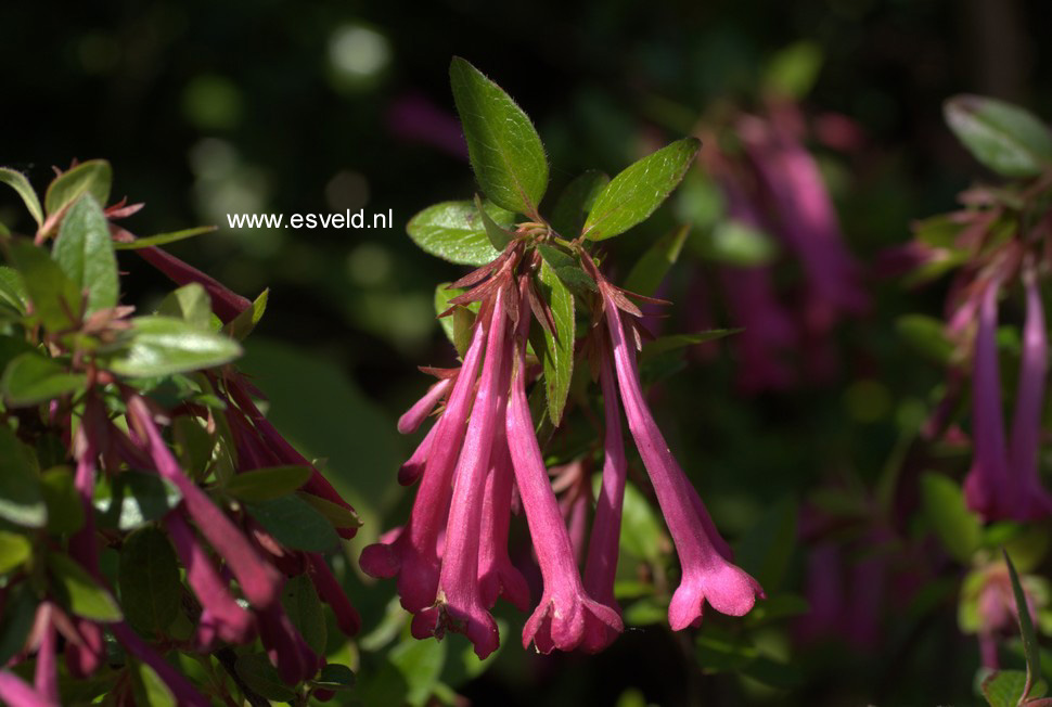 Abelia floribunda