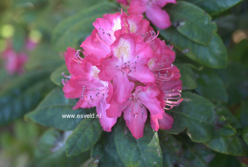 Rhododendron 'Juniperle'