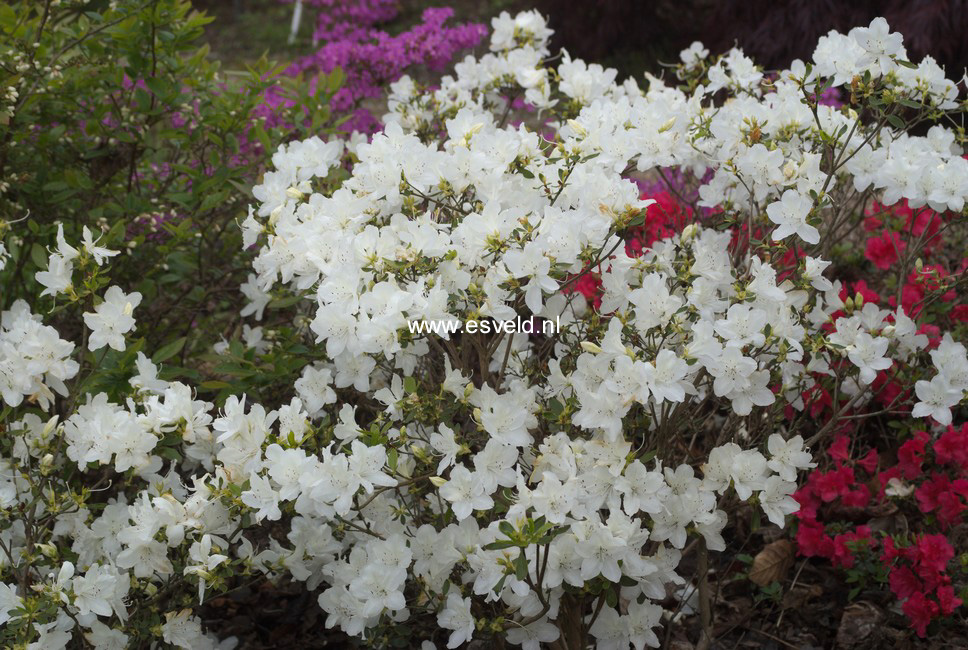 Azalea 'Luzi'