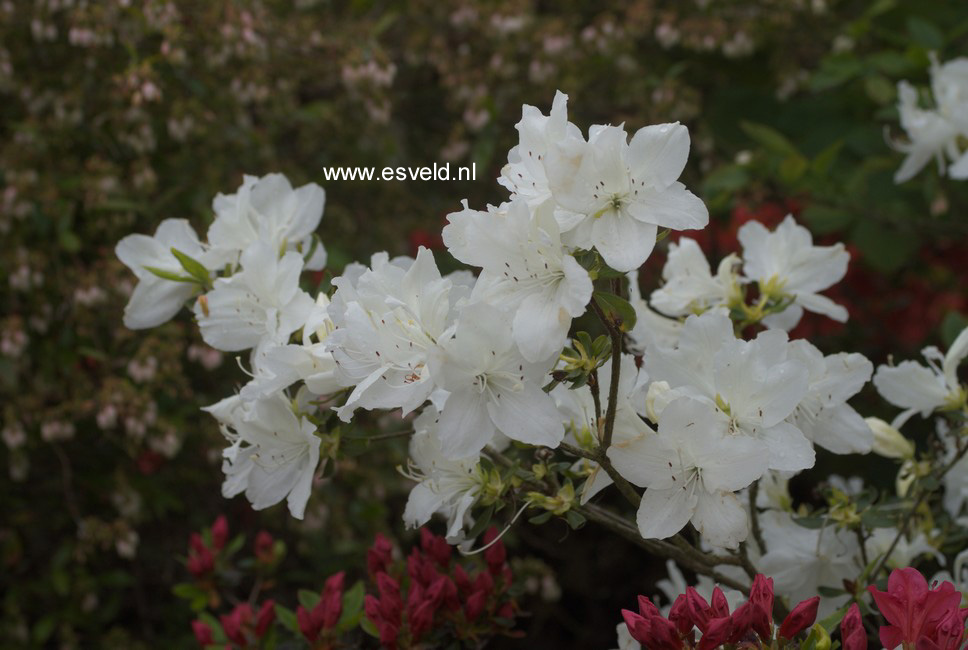 Azalea 'Luzi'