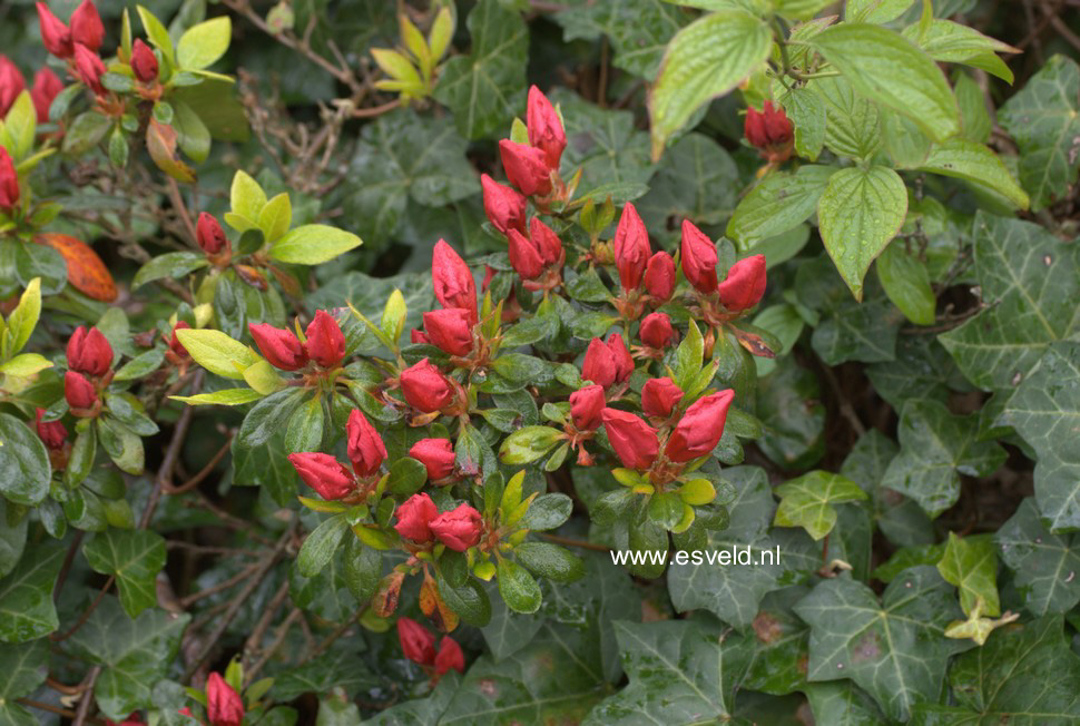 Azalea 'Vuyks Scarlet'