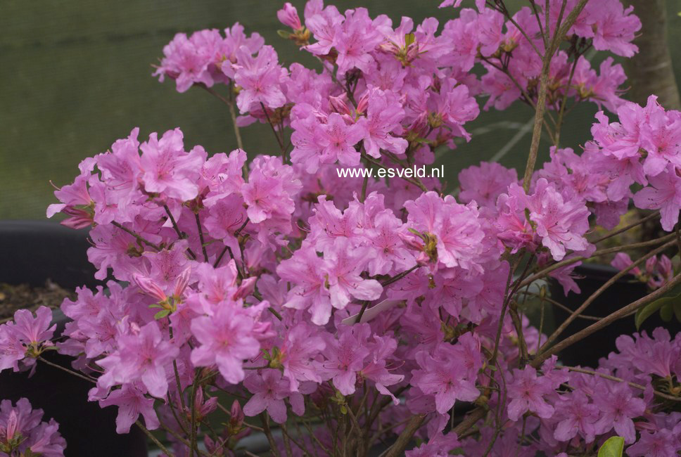Azalea 'Jura'