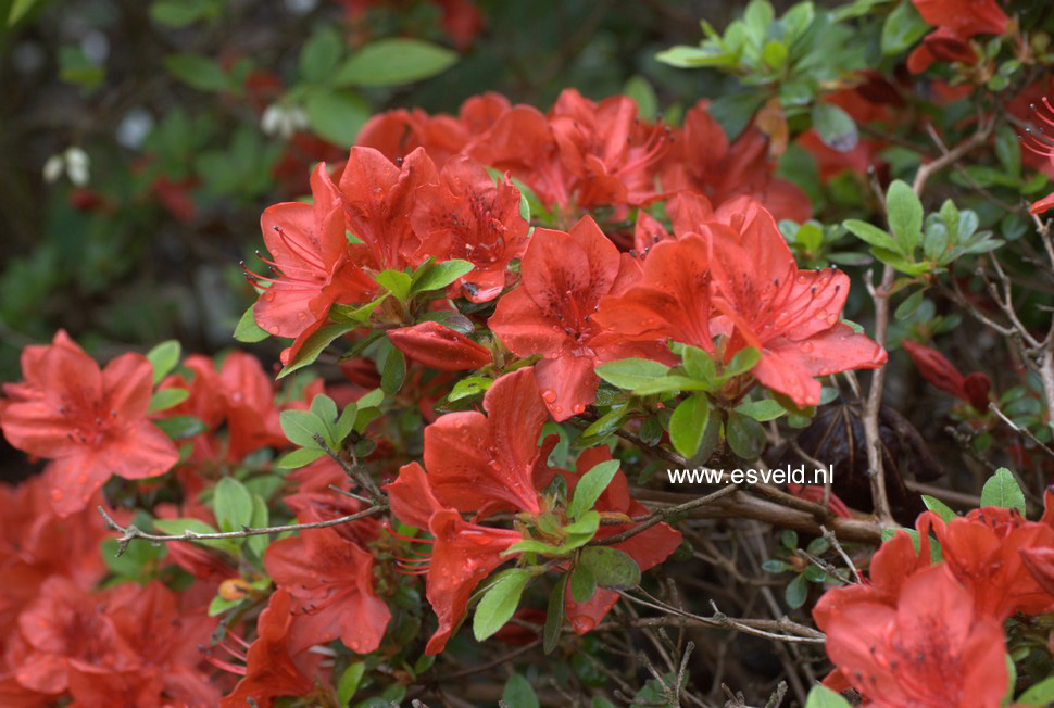 Azalea 'Brunella'