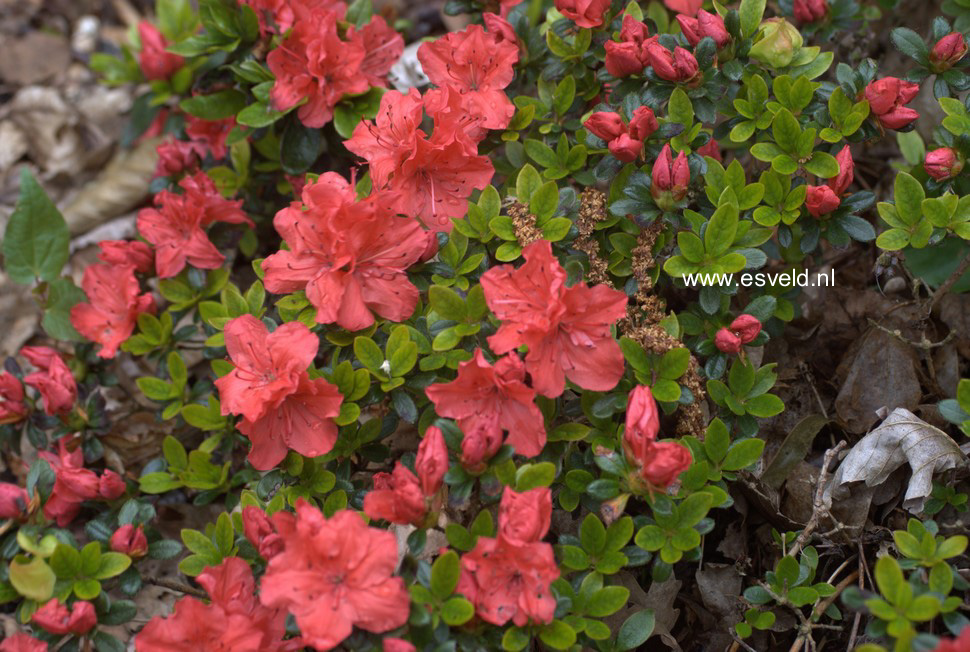 Azalea 'Satschiko' (GEISHA ORANGE)