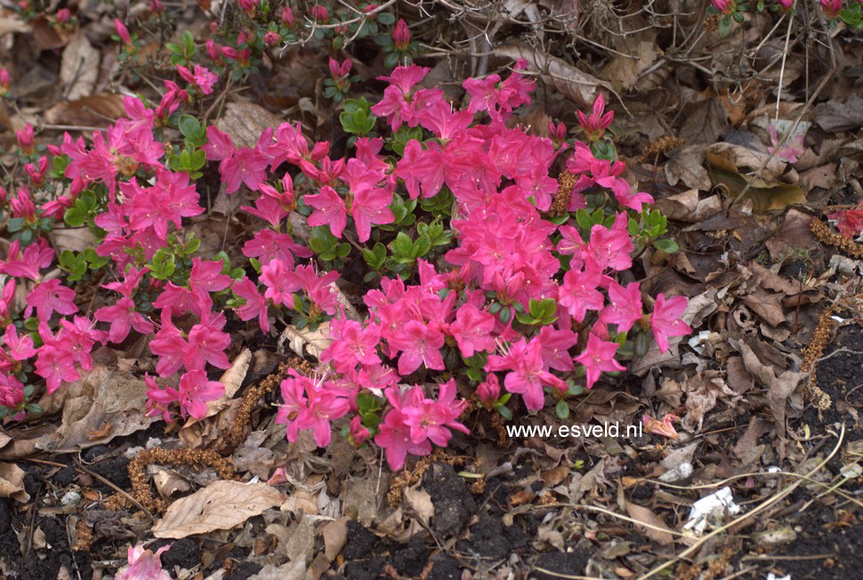 Azalea 'Explorer'