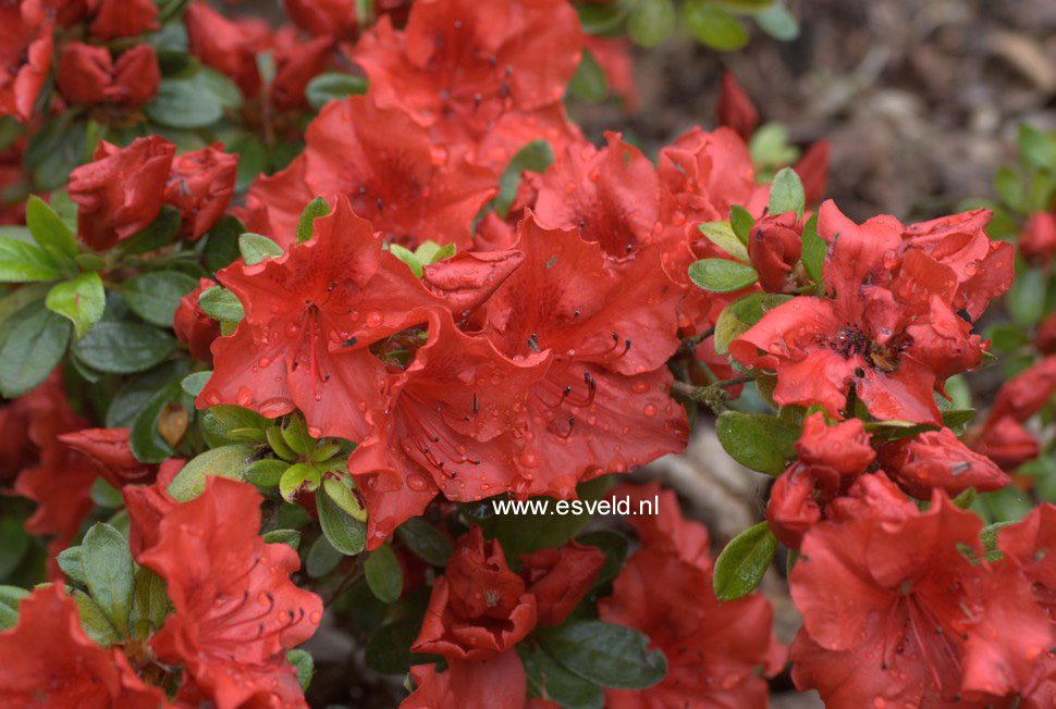 Azalea 'Ageeth'