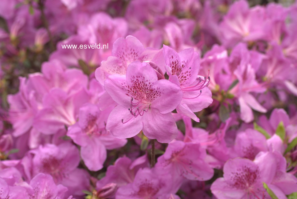 Azalea 'Viking'