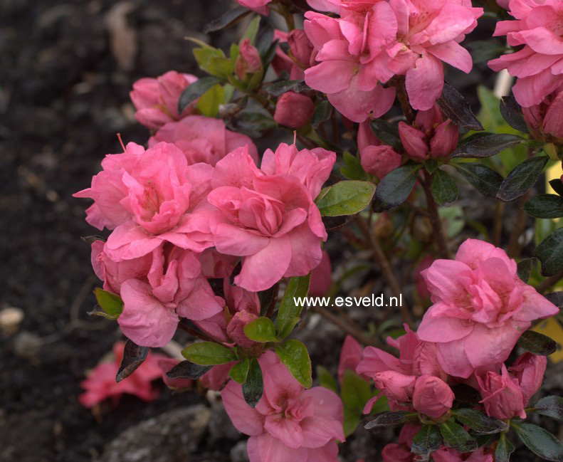 Azalea 'Edna Bee'