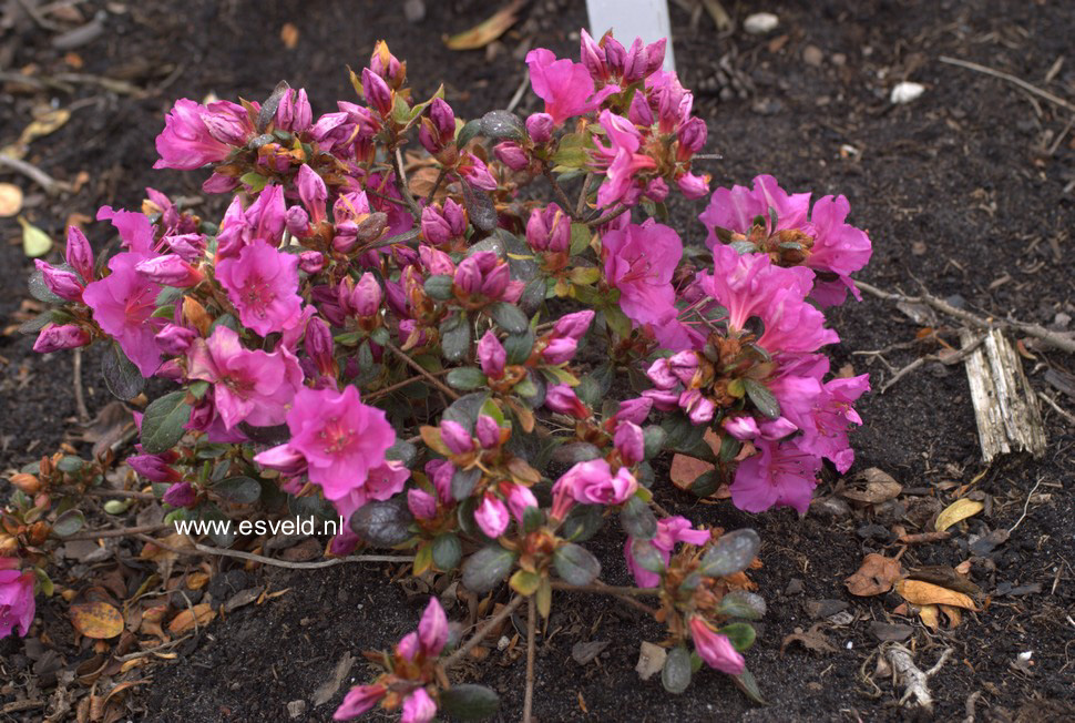 Azalea 'Velvet Gown'