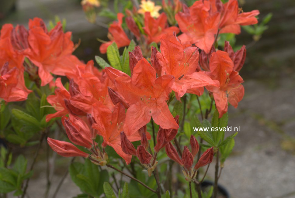 Azalea 'Dr. M. Oosthoek'