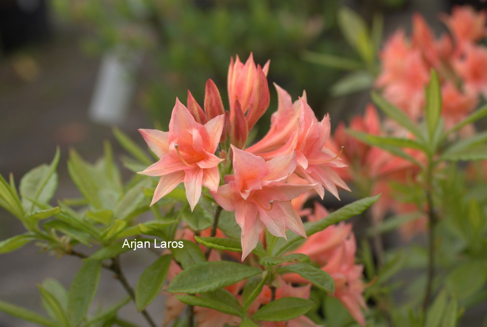 Azalea 'Freya'