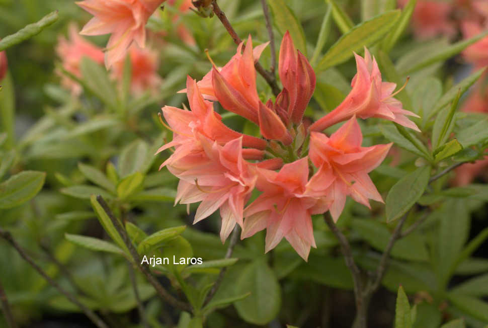 Azalea 'Freya'