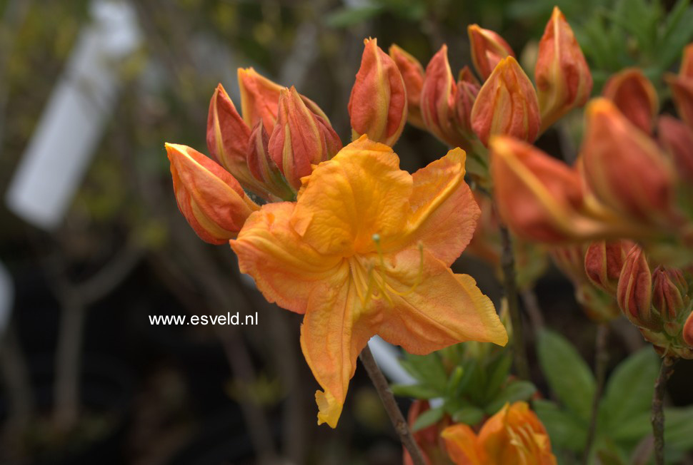 Azalea 'Coccinea Speciosa'