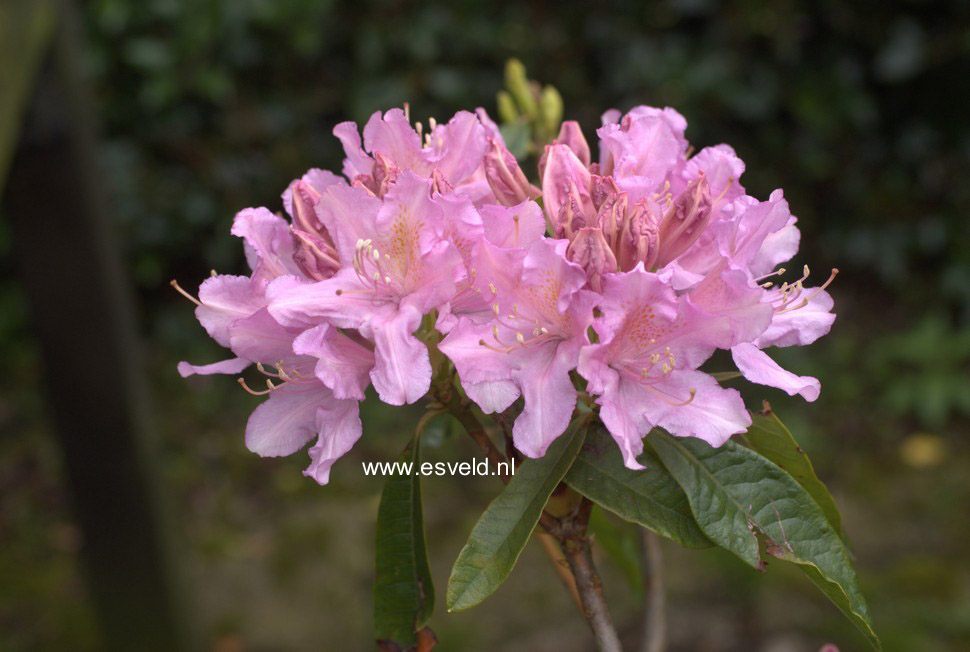 Rhododendron 'Azaleoides'