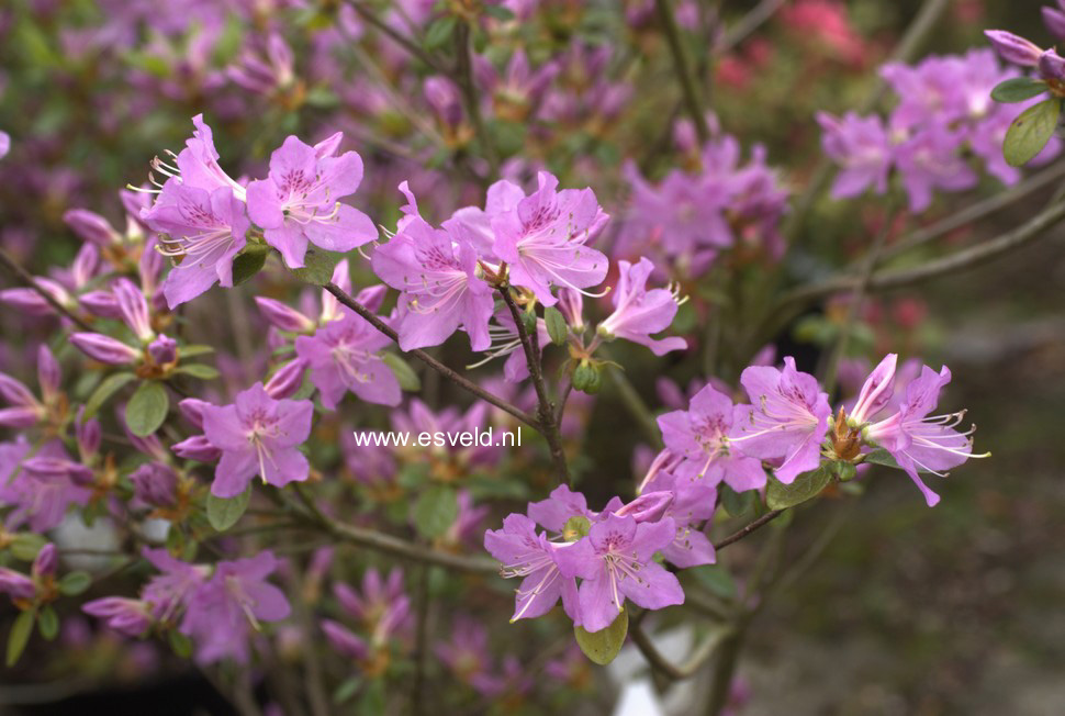 Azalea 'Tit Willow'