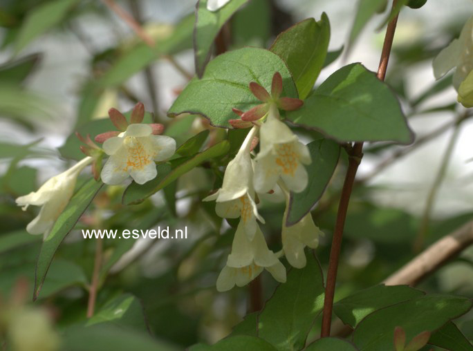 Abelia spathulata